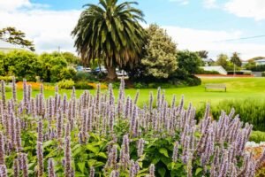 pioneer-memorial-gardens-in-sorrento-australia-2023-11-27-05-21-19-utc.jpg